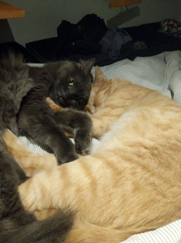 Bonded nebelung and orange tabby cats for adoption in toronto ontario – supplies included – adopt bear and ginj