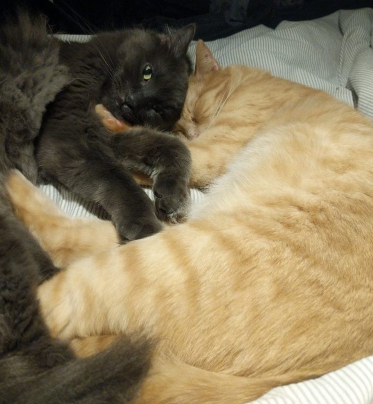 Bonded Nebelung and Orange Tabby Cats For Adoption in Toronto Ontario – Supplies Included – Adopt Bear and Ginj
