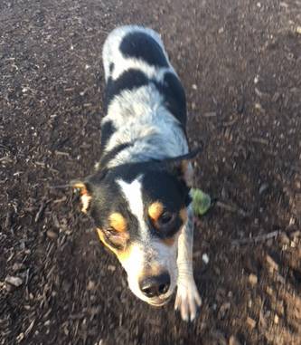 Beau-australian-cattle-dog-blue-heeler-for-adoption-corpus-christi