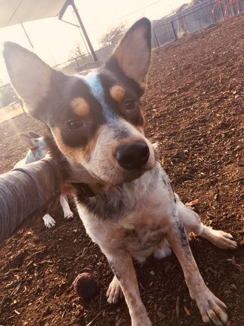 blue heeler rescue houston