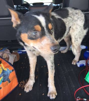 Beau-australian-cattle-dog-blue-heeler-for-adoption-corpus-christi