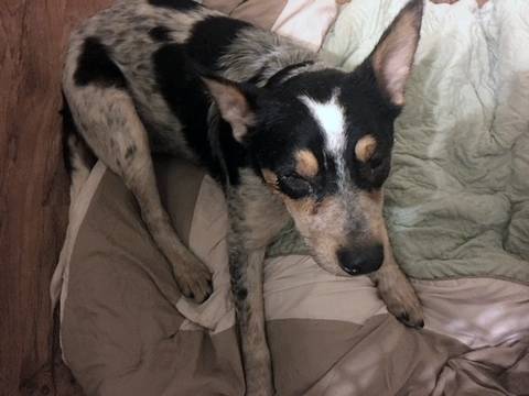 Beau-australian-cattle-dog-blue-heeler-for-adoption-corpus-christi