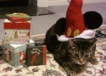 Beau - Grey Tabby Cat For Adoption Raleigh NC