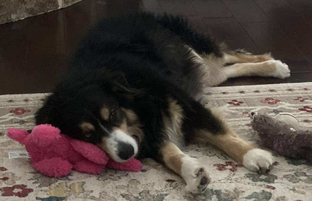 Affectionate Australian Shepherd dog Beau cuddling with family near Little Rock Arkansas