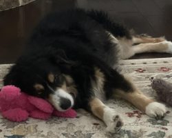 Photo Affectionate Australian Shepherd Dog Beau Cuddling With Family Near Little Rock Arkansas