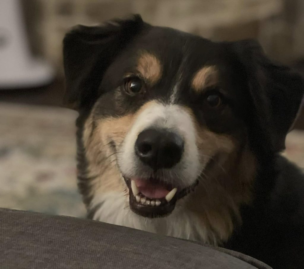 Beautiful Australian Shepherd dog Beau looking at camera near Bryant Arkansas