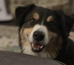 Beautiful Australian Shepherd dog Beau looking at camera near Bryant Arkansas