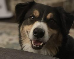 Photo Beautiful Australian Shepherd Dog Beau Looking At Camera Near Bryant Arkansas