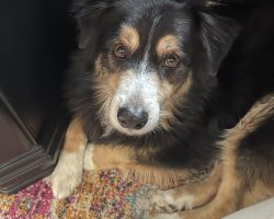 Photo Playful Australian Shepherd Dog Beau Outdoors Near Benton Arkansas
