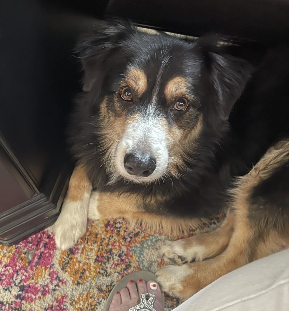 Playful Australian Shepherd dog Beau outdoors near Benton Arkansas