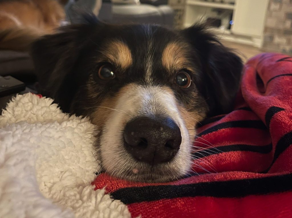 Beau the Australian Shepherd dog available for adoption in Hot Springs Village AR