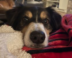 Photo Beau The Australian Shepherd Dog Available For Adoption In Hot Springs Village AR