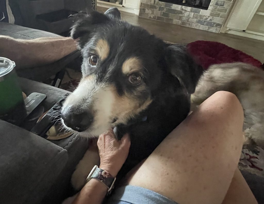Senior Australian Shepherd dog Beau relaxing indoors near Hot Springs Arkansas