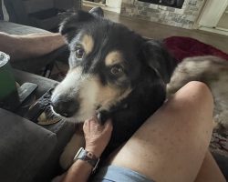 Photo Senior Australian Shepherd Dog Beau Relaxing Indoors Near Hot Springs Arkansas
