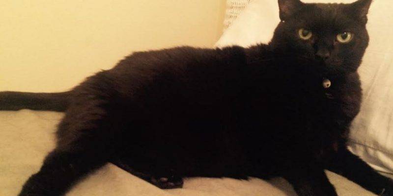 Beautiful Black Cat For Adoption in Chicago 2