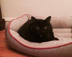 Beautiful black cat for adoption in chicago 2