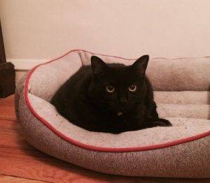 Beautiful black cat for adoption in chicago 2