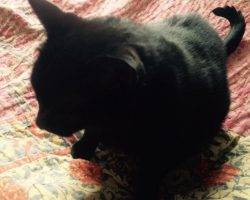 Beautiful black cat for adoption in chicago 2