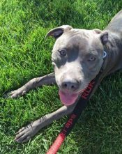 Hero – Beautiful Purebred Blue Nosed Pitbull Puppy, 11 Months, For Adoption To Loving Home Near Valencia CA – Supplies Included