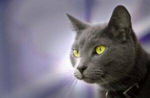 Beautiful Green Eyed Russian Blue Cat Picture