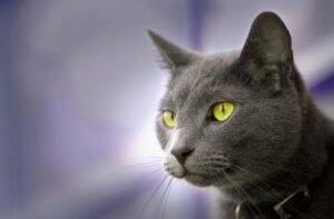 Beautiful green eyed russian blue cat picture