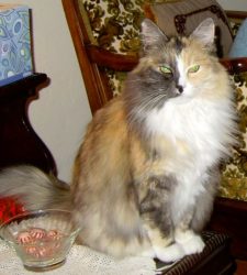 Beautiful Long Haired Calico Cat For Adoption Near Campbell, CA