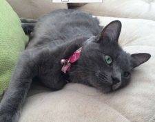 Beautiful-russian-blue-mix-cat-for-adoption-in-las-vegas