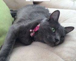 Beautiful-russian-blue-mix-cat-for-adoption-in-las-vegas