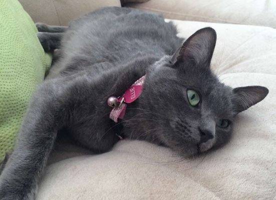 beautiful-russian-blue-mix-cat-for-adoption-in-las-vegas
