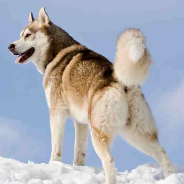 Beautiful Siberian Husky Featured Image2