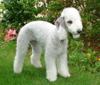 Bedlington terrier dog breed photo