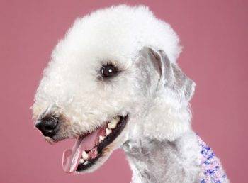 Bedlington terrier dog