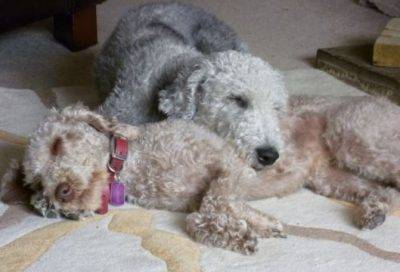 Bedlington terrier dogs