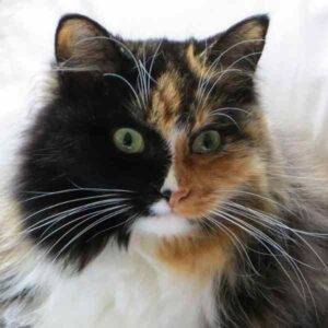 Belatrix long haired calico cat adopt san jose ca 2
