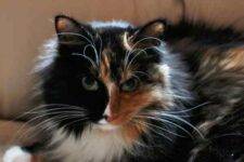 Belatrix Long Haired Calico Cat Adopt San Jose CA 4