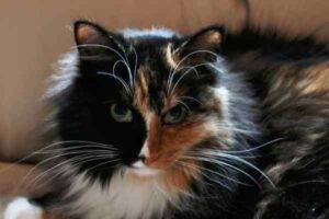 Adopted – stunning longhaired calico cat in santa clara california – supplies included – meet bellatrix