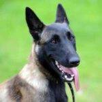 Belgian Malinois
