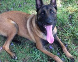 Belgian malinois dog for adoption in san diego