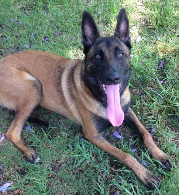 malinois rehoming