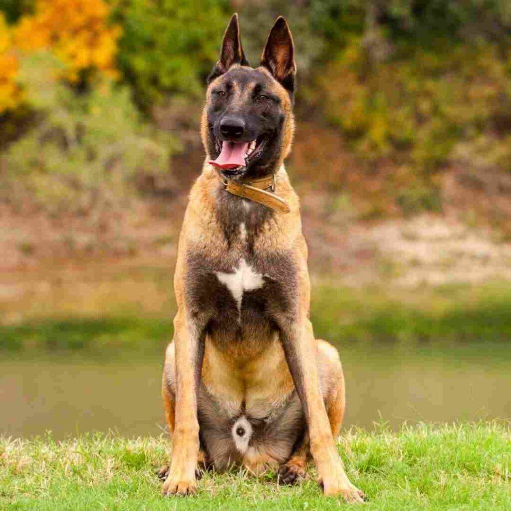 Belgian Malinois Puppy For Adoption in Chula Vista CA - Supplies ...