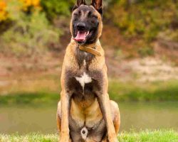 Belgian malinois dog breed