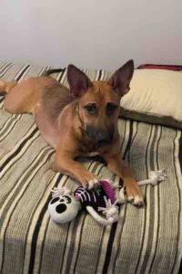 Belgian shepherd mix dog for adoption in manhattan – supplies included – adopt norma jean