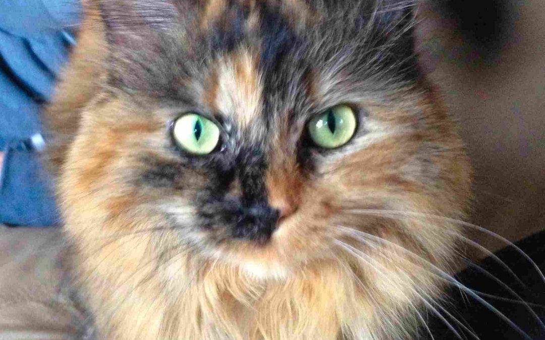 Adopted – tortie maine coon mix cat calgary ab
