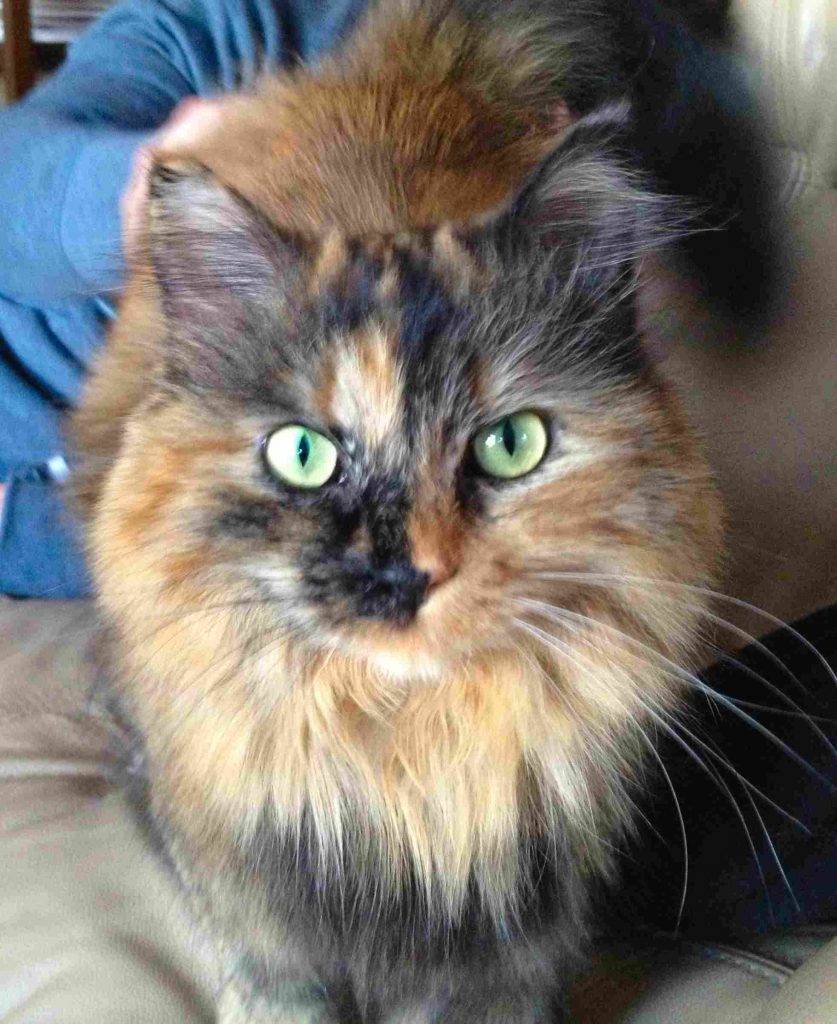 Tortie Maine Coon Mix Cat For Adoption in Calgary AB