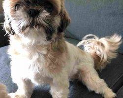 Bella shih tzu dog for adoption charlotte nc 2