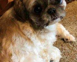 Bella shih tzu dog for adoption charlotte nc