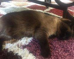 Bella - siamese cat for adoption in wylie texas 2