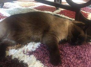 Bella - siamese cat for adoption in wylie texas 2