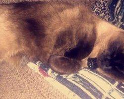 Bella - siamese cat for adoption in wylie texas