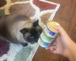 Bella - siamese cat for adoption in wylie texas 2
